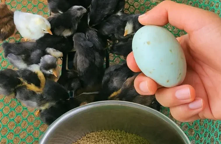 Super Mix Recipe for 1–7 Day Old Chicks: Boost Growth and Immunity Naturally