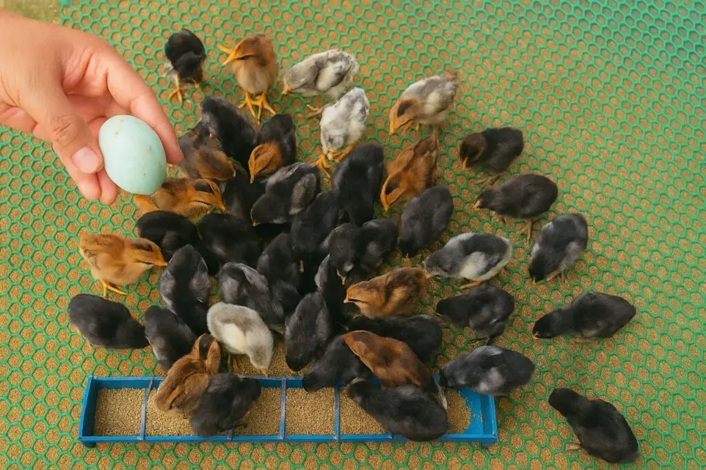 How We Raise Healthy Baby Chicks From Day 1 – The AgriBuzz Way