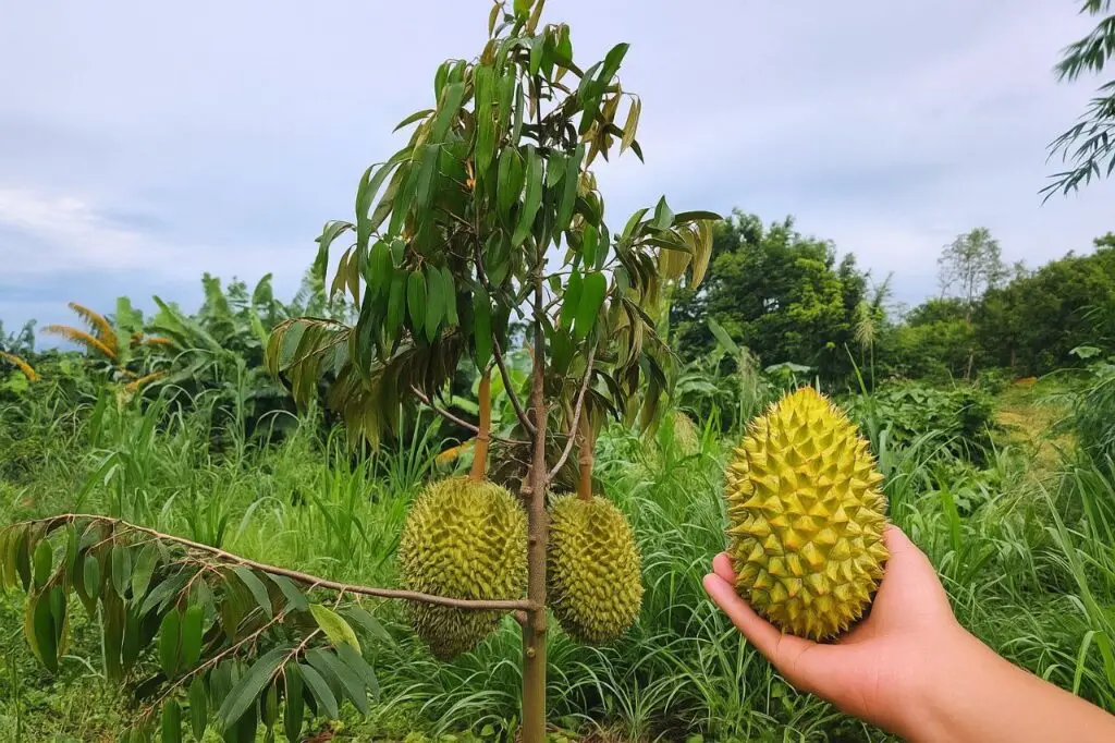Extreme Pruning on 3-Year-Old Durian Tree: My Personal Growing Method