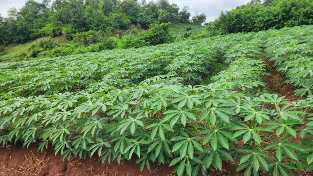Healthy cassava plants fertilized with raw chicken manure during rainy season