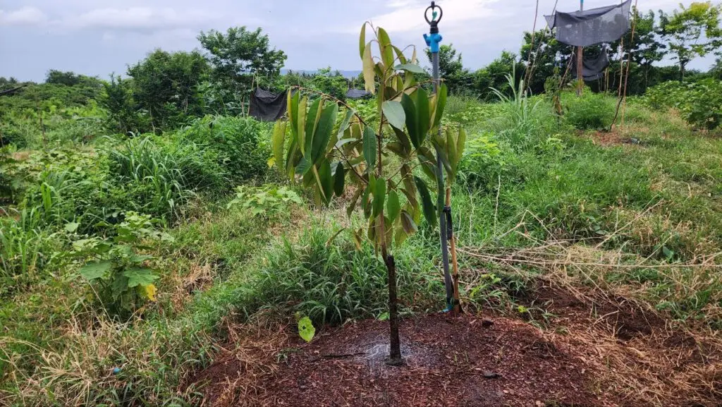 How to Use Humic Acid and Potassium Nitrate for Faster Growth