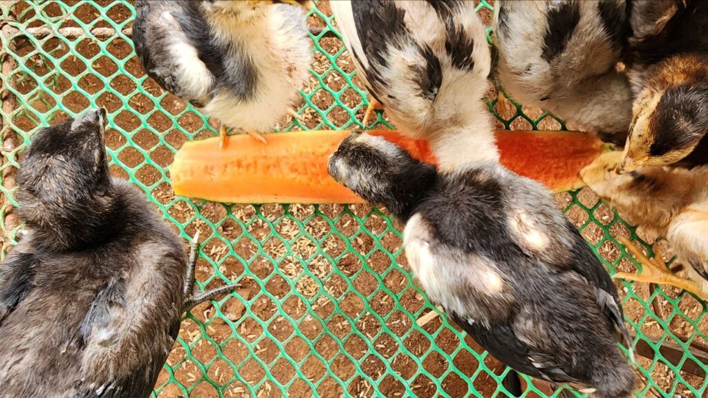 Stop Chick Pecking: A Trick For Poultry Farmer