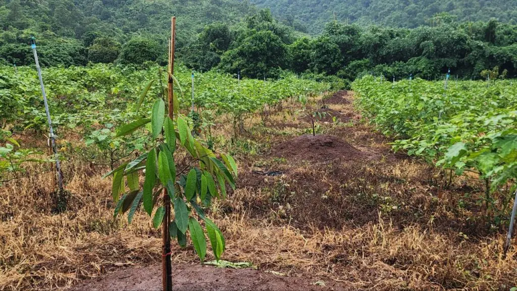 Intercropping Pear-Shaped Eggplants with Young Durian Trees