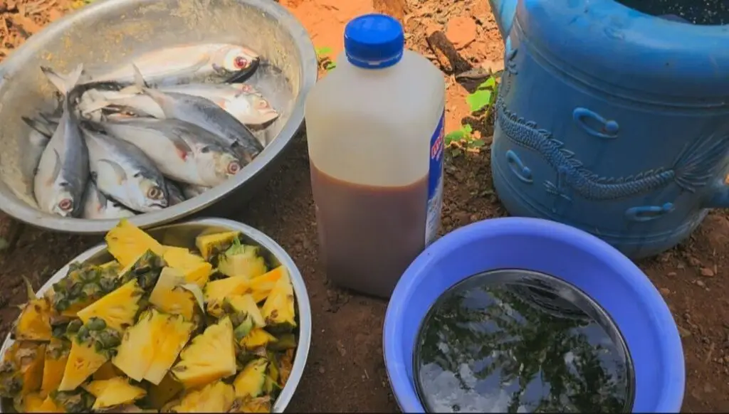 How to Make Fermented Fish, Pineapple, and Molasses Feed for Chickens — Natural Probiotic Boost for Growth, Egg Production, and Poultry Health