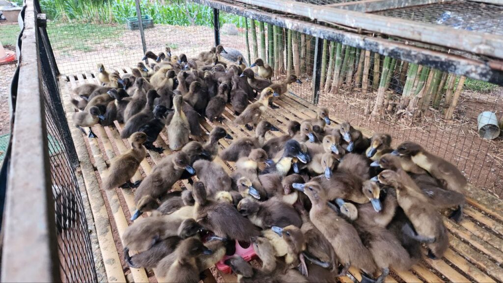 Proper Duck Care Routine: Clean, Calm, and Easy to Manage